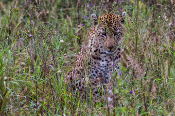 Leopard in teh green and flowers in Sabi Sands Game Reserve in South Africa