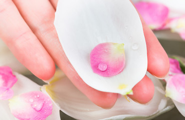 spring, decoration, spa procedure concept. on the delicate fingers of woman there is few different petals of flowers such as white tulips and small blooms of oriental cherry