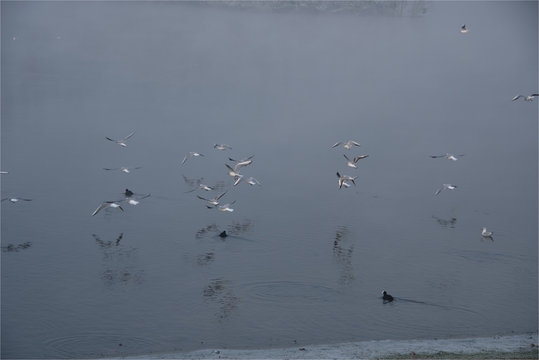 oiseaux à la base de loisirs de Verneuil sur Seine sous la neige dans les Yvelines en France