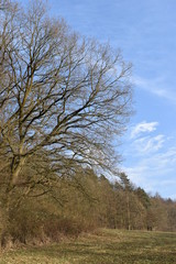 Big tree with beautiful landscape in a forest on a sunny winter day in Melsungen near Kassel, Germany
