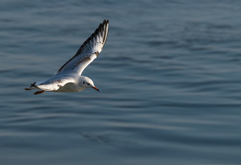 Seagull flies over Danube river in a sunny day