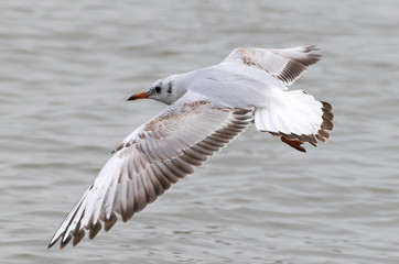 Flying seagull above water