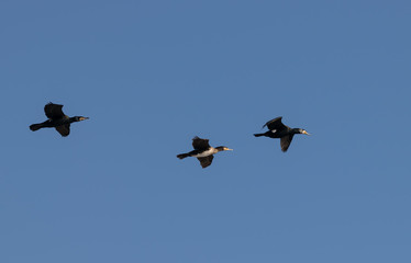 Fototapeta na wymiar Three Grand Cormorants flying on blue sky background