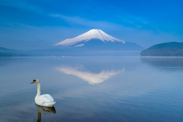 A white swan swimming in Yamanaka lake with Fuji mountain in background , Japan