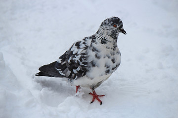 portrait of a dove in the snow