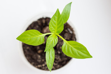 sweet pepper sprout on white background