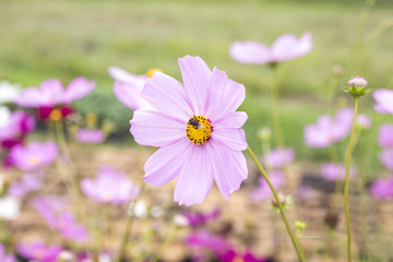 Pink cosmos flower face and bee to sunrise in field