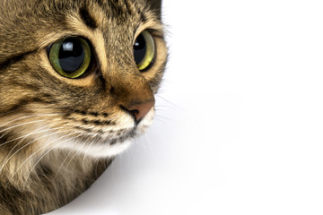Obraz premium A cat with big eyes looks closely at the place for text, background image