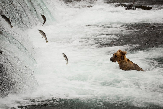 Young brown bear fishing for salmon