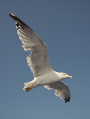 Gull