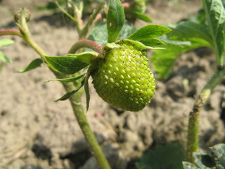 Unripe green immature berry of Strawberry