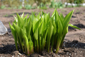 The first spring bunches of greenery. Bright, green shoots hosts.