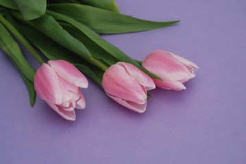 Obraz na płótnie Canvas Three Pink Tulips bouquet, over Purple Background with copy space. Top view. flat Lay. Spring time.