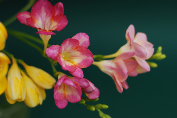 Close Up of Bouquet of spring Pink and Yellow Freesia flowers on green background