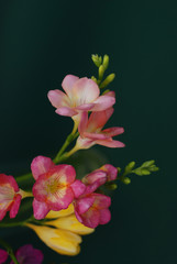Fototapeta na wymiar Close Up of Bouquet of spring Pink and Yellow Freesia flowers on green background