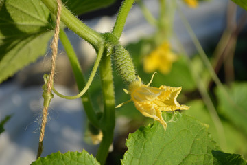 A small cucumber with a yellow flower. The first crop in the garden.