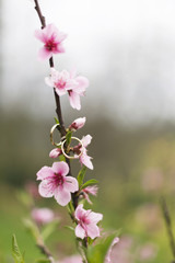 Obraz premium Wedding rings and almond tree flowers