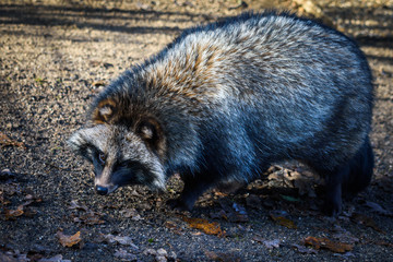 Common raccoon (Procyon lotor)