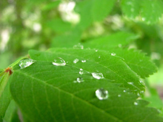 green leaf with drops of rain in spring