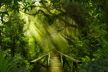 Obrazy  Azjatyckie tropikalne lasy deszczowe