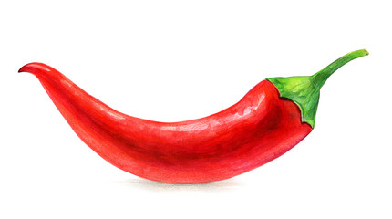 Red chili isolated on white, hand drawing. - obrazy, fototapety, plakaty