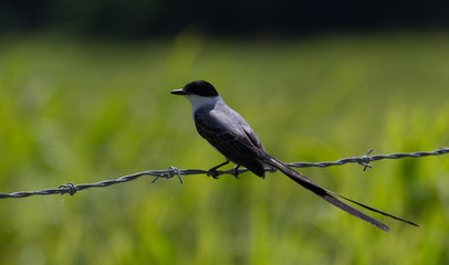 Fork-tailed Flycactcher