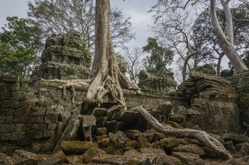 Des arbres qui ont poussés sur un temple en ruine  à Angkor wat au Cambodge 