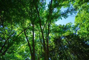 Obraz premium エコ 新緑のイメージ 北海道の原生林