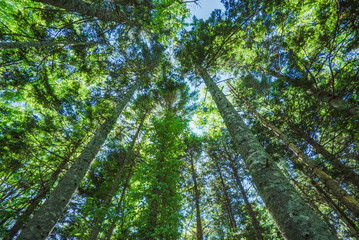Obraz premium エコ 新緑のイメージ 北海道の原生林