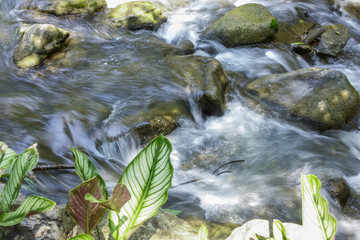 Tropical nature scene in Chiang Mai, Northern Thailand