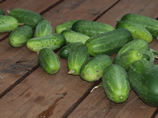 Green cucumbers arranged in the sun on the wooden terrace next to the garden.