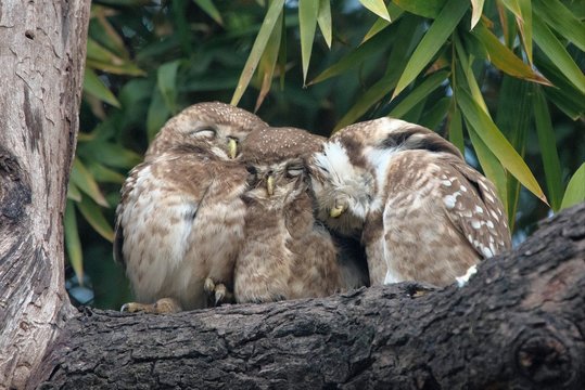 Cute Spotted Owlet family sitting cozyly together to escape the cold.