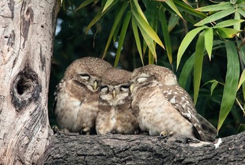 Cute Spotted Owlet family sitting cozyly together to escape the cold.