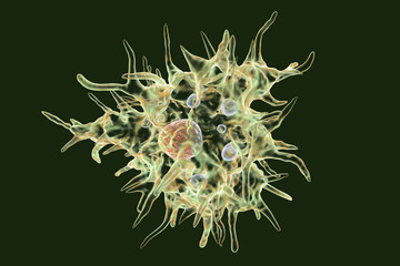 Acanthamoeba castellanii amoeba, 3D illustration. Amoeba found in all aquatic habitats and soil, causes ceratitis especially amongst contact lens wearers
