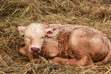 newborn baby cattle lying in hay