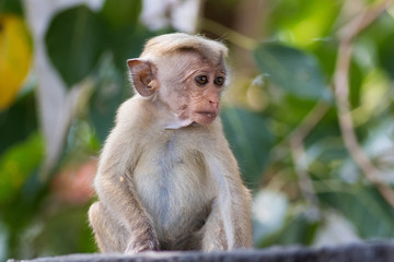 Baby  Macaque monkey Macaca sinica