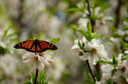 Monarch butterfly on almond tree with flowers in full splendor
