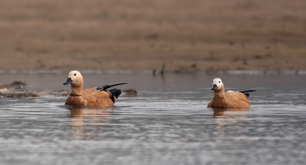 Fototapeta premium Ruddy Shelducks on the banks of Chambal river