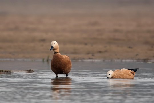 Ruddy Shelducks on the banks of Chambal river