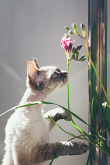 Devon Rex Cat is smelling flowers. Sun Light flair effect, feeling of spring.