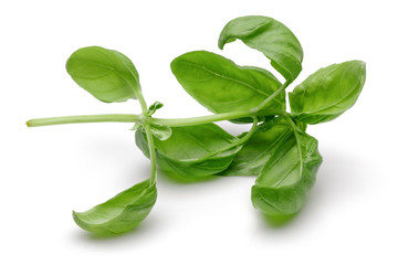 Obraz premium Basil