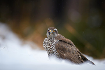 Close up raptor, Northern goshawk, Accipiter gentilis on the snowy ground. Low angle photo of bird of prey in its native spruce forest environment. Animal action scene. Winter nature.