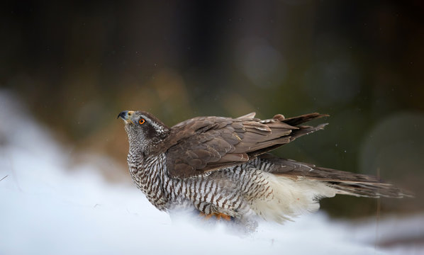 Close up raptor, Northern goshawk, Accipiter gentilis on the snowy ground. Low angle photo of bird of prey in its native spruce forest environment. Animal action scene. Winter nature.