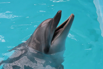 Happy dolphin sun bathing