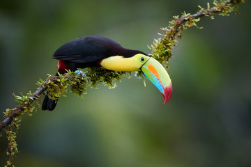 Keel-billed Toucan, Ramphastos sulfuratus,famous tropical bird with huge beak. Colourful toucan...