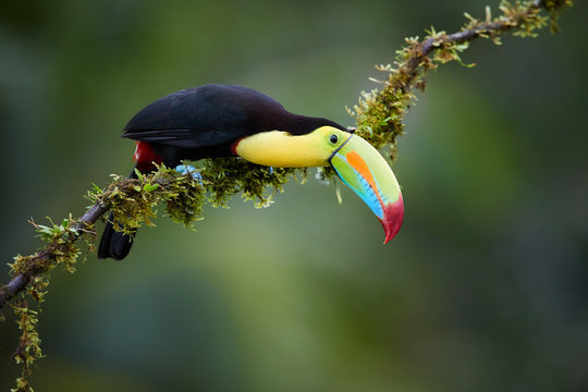 Keel-billed Toucan, Ramphastos sulfuratus,famous tropical bird with huge beak. Colourful toucan sitting on mossy branch in the tropical forest, Boca Tapada, Costa Rica. Wildlife  in Central America.