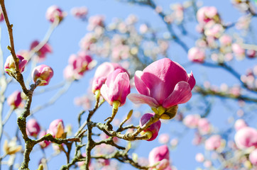 Naklejka premium Close-up beautiful pink magnolia flowers in the spring season. Blooming purple magnolia tulip on tree branch under clear blue sky. Springtime blossom background.