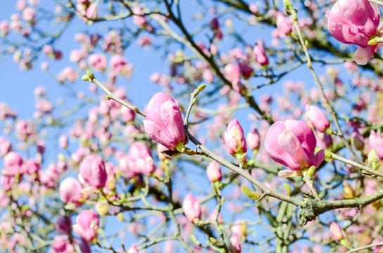 Fototapeta Close-up beautiful pink magnolia flowers in the spring season. Blooming purple magnolia tulip on tree branch under clear blue sky. Springtime blossom background.