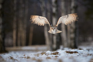 Eagle owl, Bubo bubo, huge owl, backlighted by setting sun, flying directly at camera against...