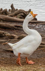 Goose strutting around the park.